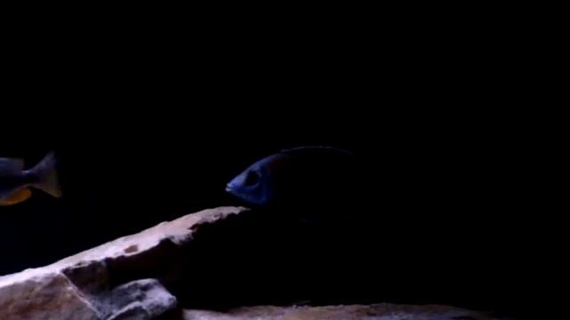 Haplochromis obliquidens , Copadichromis borley (kadango) смотреть онлайн