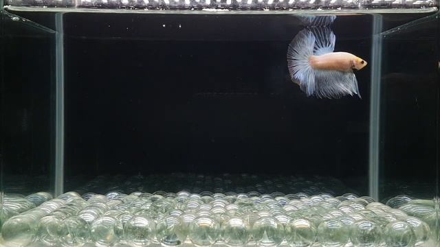 Male Betta: A78 Fancy White Cello Blue Neon HM Premium Grade смотреть онлайн