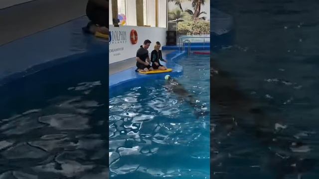 Играем с дельфином, потом он нарисовал нам картину, которую можно увидеть в inst: belov.workout смотреть онлайн