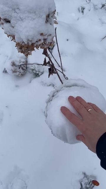 Не обрезали цветочные шапки гортензий? Обрежьте их немедленно!!!