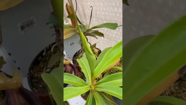 Species spotlight: Nepenthes singalana “Belitung”, BE-3170 смотреть онлайн