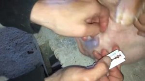 Кастрация поросят. Порода крупная белая/жизнь в деревне