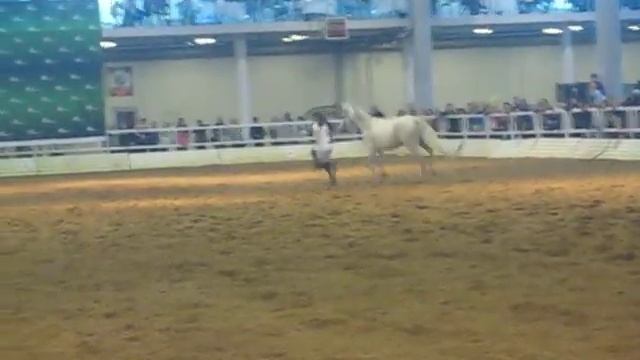 Иппосфера 2014 смотреть онлайн