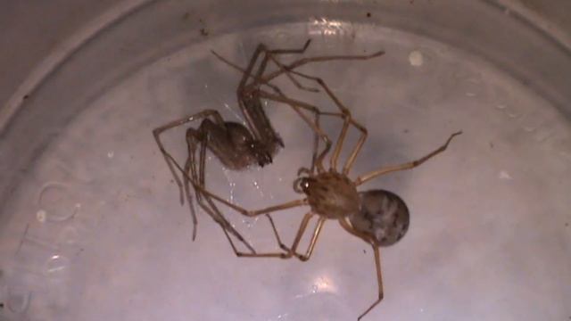 Spitting spider VS mediterranean recluse spider - Ragno sputatore VS ragno violino смотреть онлайн