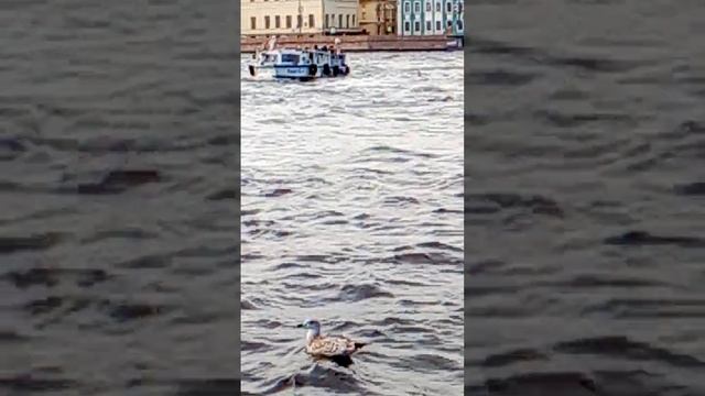 на любой реке утки плавают везде😁 смотреть онлайн