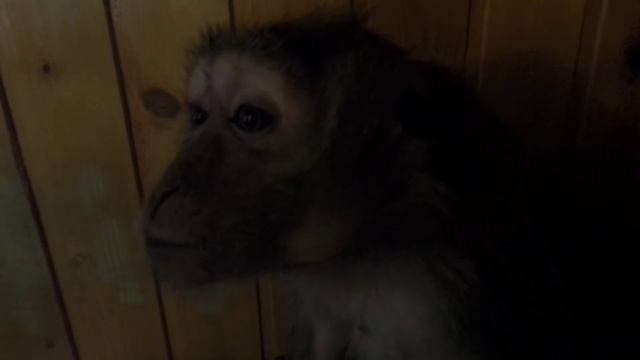 разговорились ( яванские макаки Семён и Маруся) смотреть онлайн