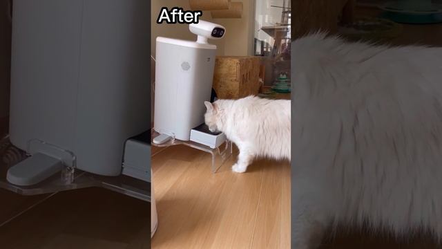 2023 Cat feeder powered by AI #shorts #OSitter #HHOLOVE #OinLove#catloverclub #petlover смотреть онлайн