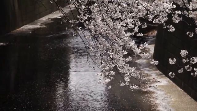 Cherry Blossoms Private Tour with TOUR JAPAN OFFICIAL смотреть онлайн
