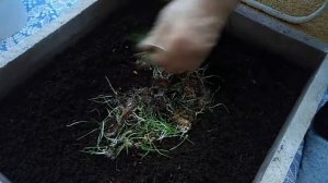 Дендробена. Лечение малька.