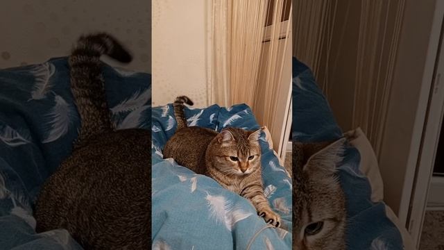 Лапы, уши, и хвосты: вот мои документы 😂🌸🍀 смотреть онлайн