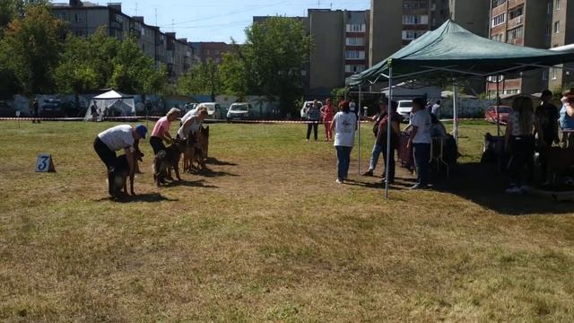 Дольф 11 месяцев. 18.08.18 Кемерово ЧРКФ сравнение на ЛПП смотреть онлайн