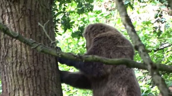 BROWN BEAR - Brown Tree - BEAR WOOD. Eurasian Brown Bear (Ursus arctos arctos)