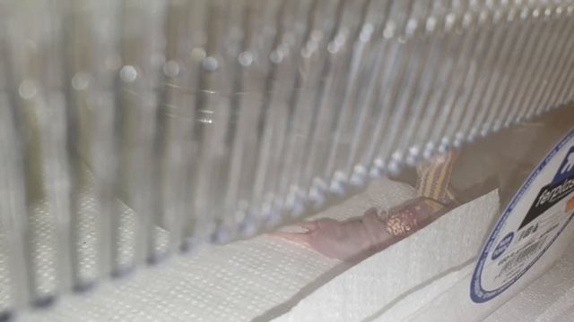 lampropeltis getula albino californiae (Benito) смотреть онлайн