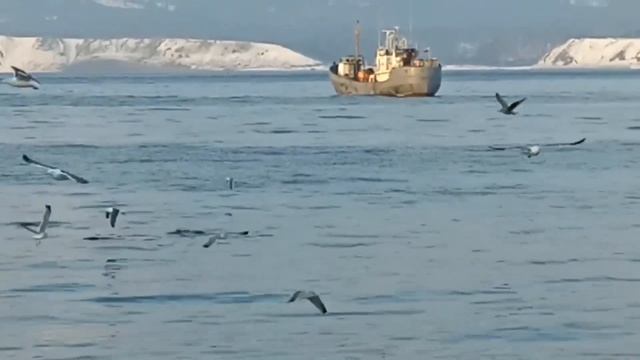 Сивучи в Южно КурильскойБухте Февраль 2024 смотреть онлайн