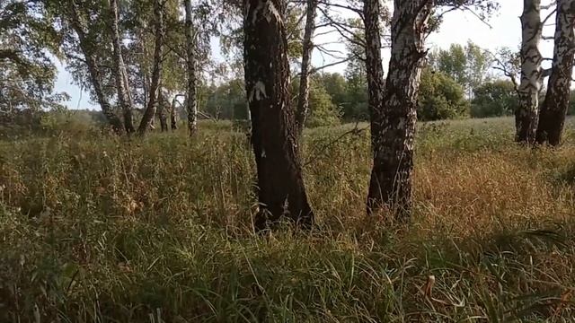 №43 Потерялись телята. Как найти? смотреть онлайн