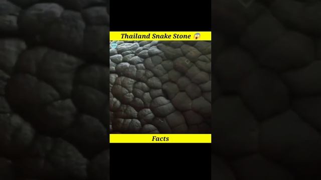 Thailand Snake Stone 😱 || #stone #snake #shorts смотреть онлайн