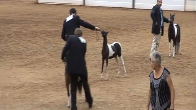 2012 AMHR Miniature Horse Supreme Futurity Halter Champion AE Made In America смотреть онлайн