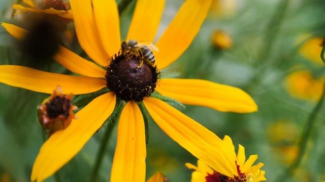 Killer Caffeine: How Coffee Beans Murder Insects | Quick Science #1