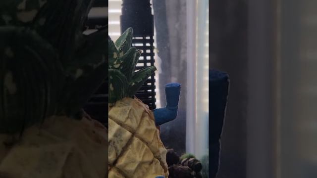 Guppy trying to give birth in private cherry shrimp смотреть онлайн