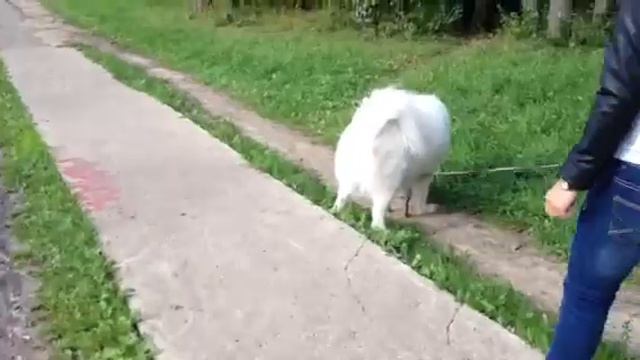 Собаки собаки смотреть онлайн