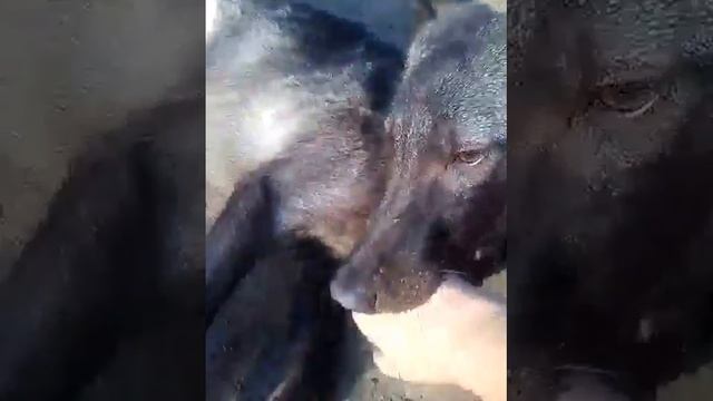 VID 20151021 WA0008 смотреть онлайн