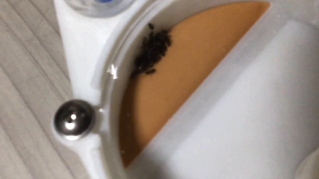 고동털개미 초기군체&사육장소개, смотреть онлайн