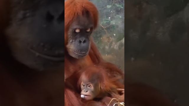 His motherhood and his childhood. The moments of love ❤️ between a mother 🙈 and her little one 🙊 ar смотреть онлайн
