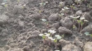 Посадка сидератов весной