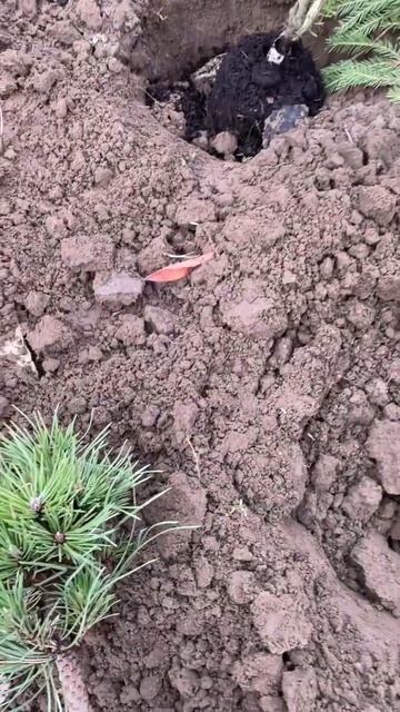 Можно или нет высаживать растения в конце октября #сад #садоводство #дача #растения