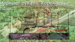 Не мудрите с обрезкой винограда. Начинающим.