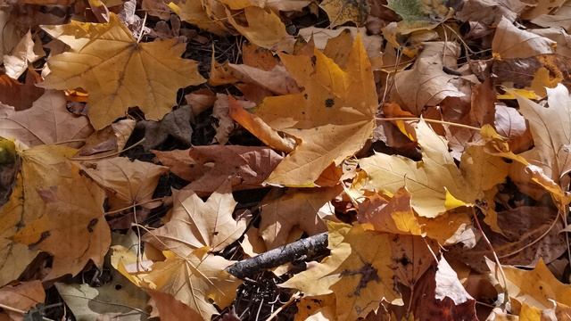 осенний лист