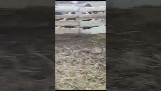 Бараны курдючные Эдильбаевской породы!!!!!