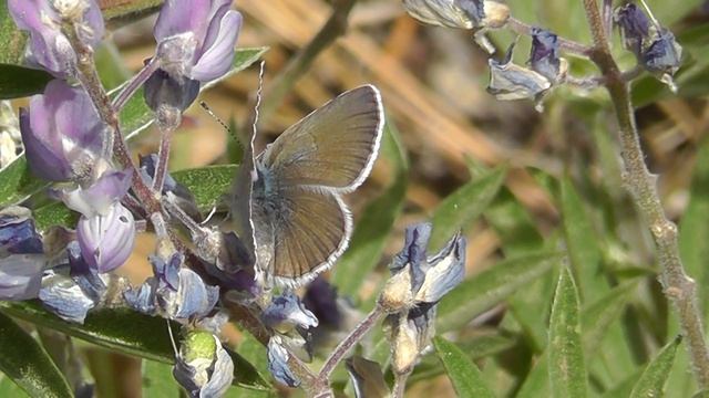 Silvery Blue смотреть онлайн