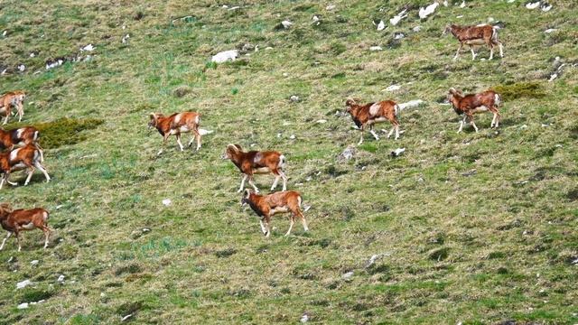 Chacun sa façon (live, Royat), par Jean-Louis Murat, avec les mouflons de Chartreuse et du Sancy. смотреть онлайн