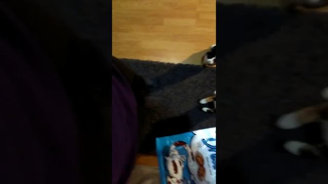 Kitten loves Dreamies too much! смотреть онлайн