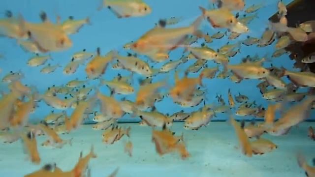 Hyphessobrycon callistus смотреть онлайн