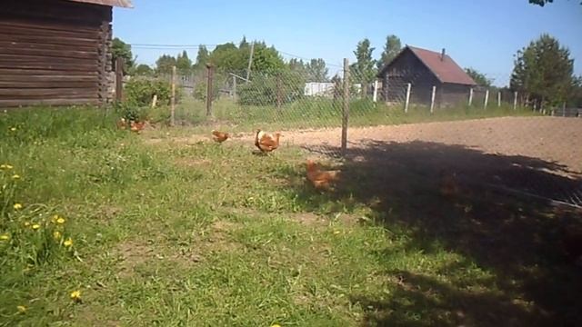 Куриный ритуал смотреть онлайн