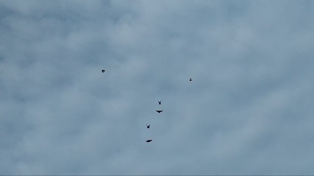10.02.2024г.Голуби АСВ смотреть онлайн