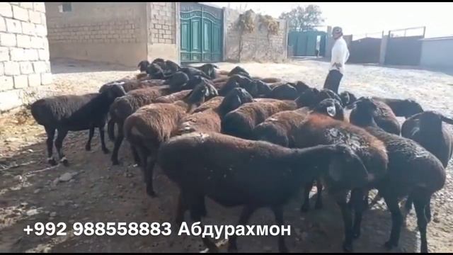 Гиссарские овцематки двух и трёх лет на продажу смотреть онлайн