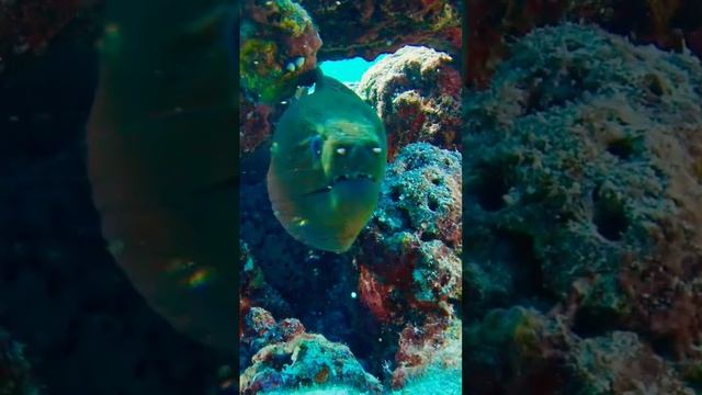 Волшебный мир под водой #music #piano #nature #shortsvideo #travel #mermaid #fish смотреть онлайн
