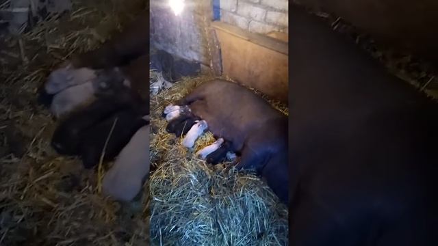 свинка (нюша) стала мамой))))))))) смотреть онлайн