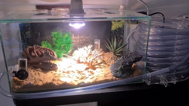 #1 Ameisenhaltung Beginn mit Messor Barbarus und Manica Rubida. смотреть онлайн
