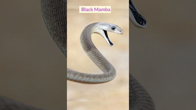 Top 3 most dangerous snakes in the world смотреть онлайн