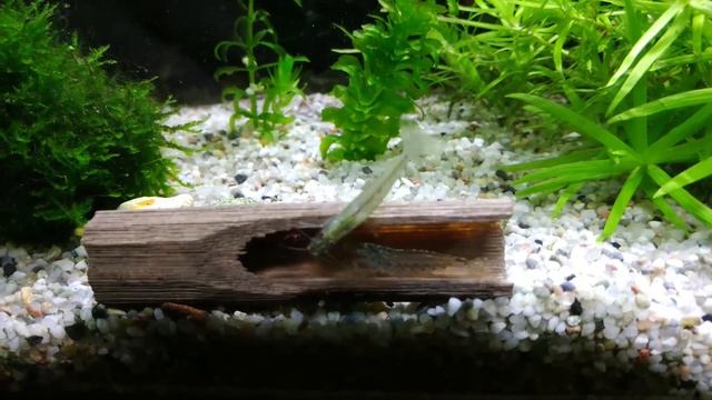 Caridina Multidentata (Cardina Japonica)