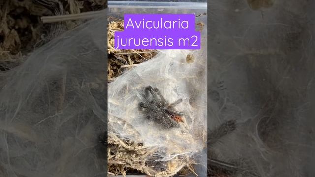 Beautiful Peruvian purple pink toe tarantula sling with a fresh molt. Avicularia juruensis m2 смотреть онлайн