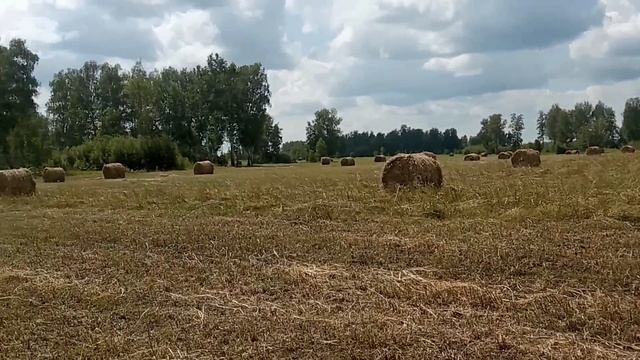 Разгар сенокоса. Рекордный урожай донника! №26 смотреть онлайн