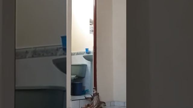 Prank crocodile смотреть онлайн