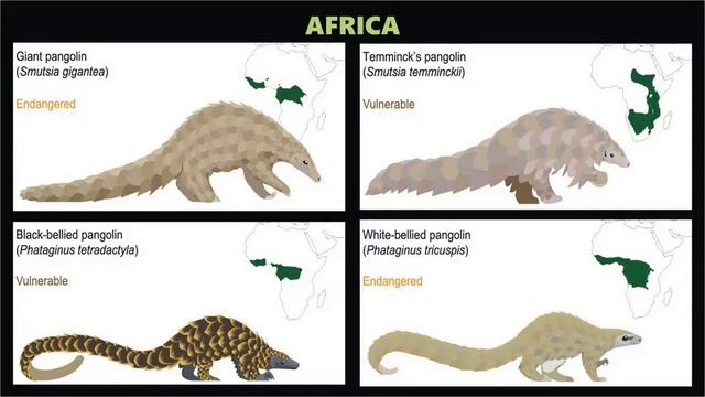 VisualGK: World's most illegally traded mammal - Pangolin смотреть онлайн