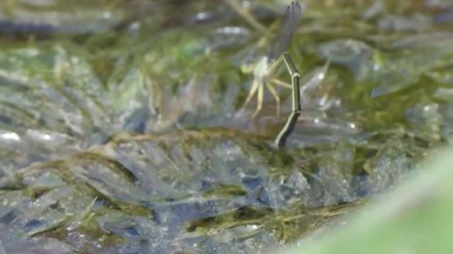 Egg Laying смотреть онлайн