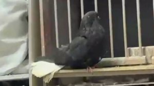 Мелитополь разной масти.